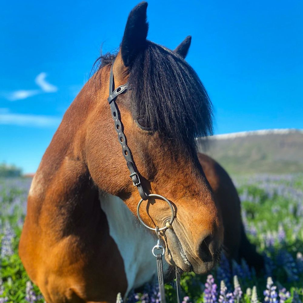 Höfuðleður með útskurði og steinum