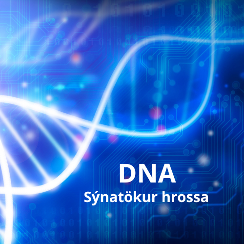DNA sýnataka á hrossum